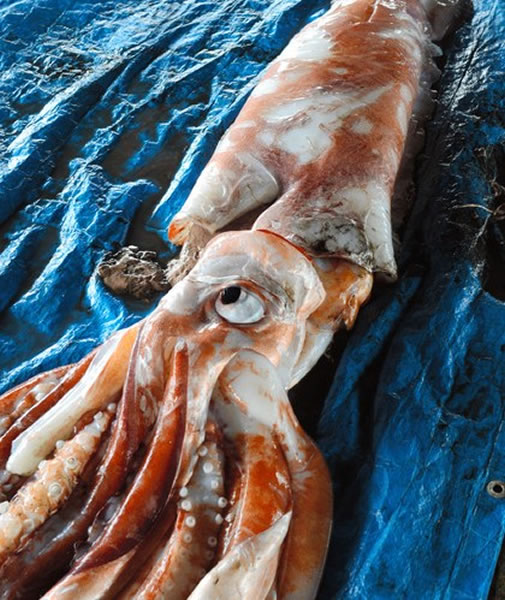 日本新潟县佐渡岛26日捕获两条巨型鱿鱼