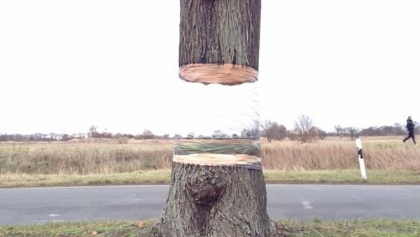 德国惊现神秘漂浮树