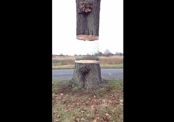德国惊现神秘漂浮树