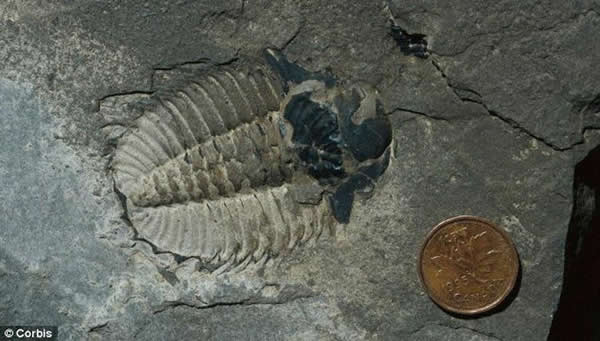 图中是三叶虫化石,是Tamisiocaris的主要食物之一。