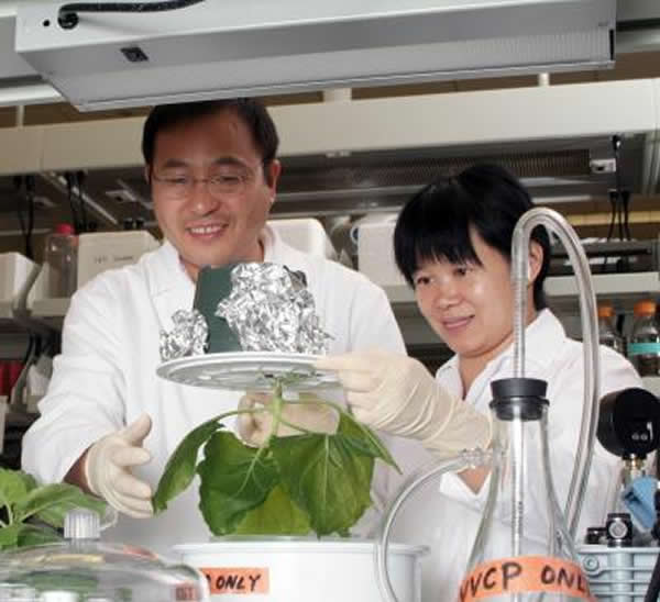 作为疫苗的烟草工厂