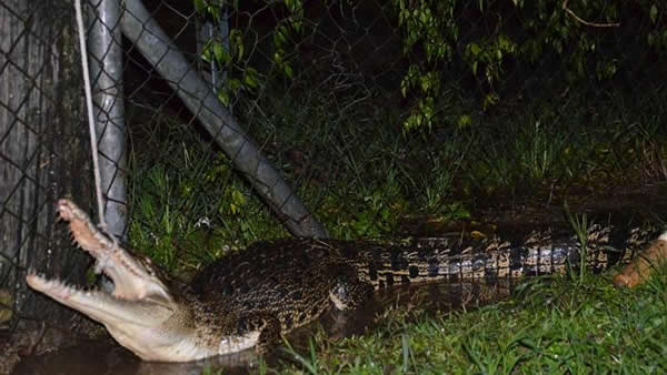澳大利亚男子在自家后院发现1.8米长鳄鱼