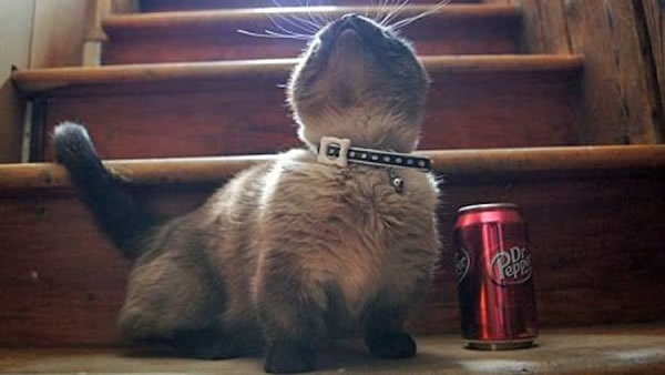 世界上最矮小的猫身长不足14厘米创吉尼斯世界纪录