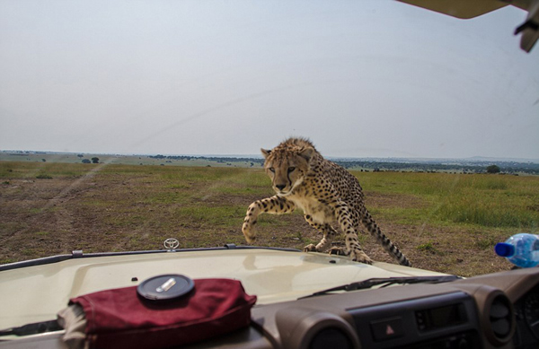 坦桑尼亚塞伦盖蒂平原自驾游 小猎豹跳上车盖