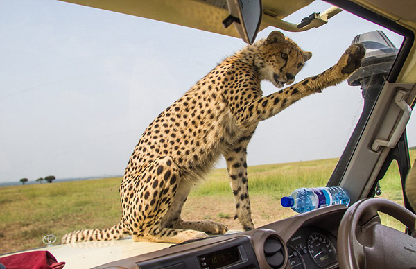 坦桑尼亚塞伦盖蒂平原自驾游 小猎豹跳上车盖