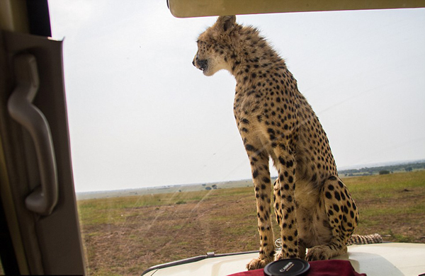 坦桑尼亚塞伦盖蒂平原自驾游 小猎豹跳上车盖