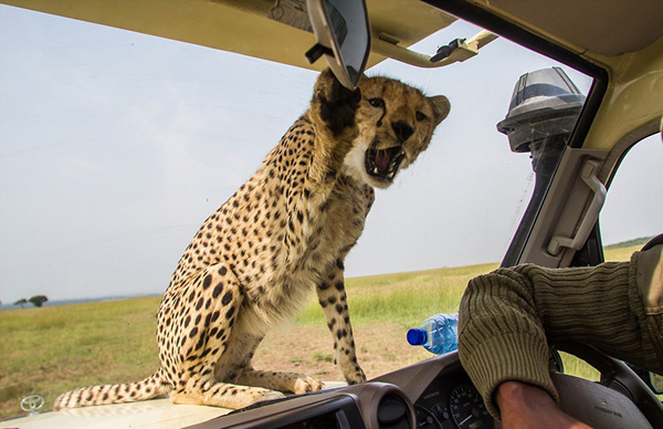 坦桑尼亚塞伦盖蒂平原自驾游 小猎豹跳上车盖