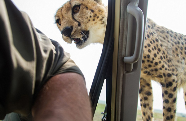 坦桑尼亚塞伦盖蒂平原自驾游 小猎豹跳上车盖