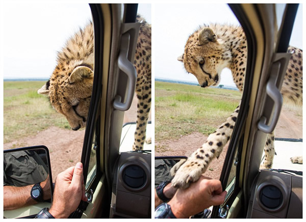 坦桑尼亚塞伦盖蒂平原自驾游 小猎豹跳上车盖