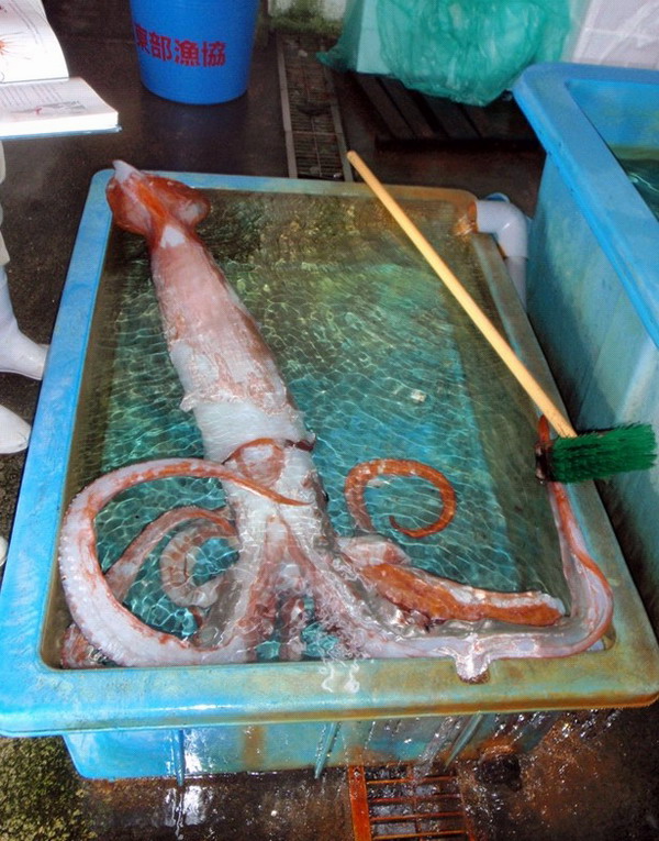 �ձ������ڶ����岶��һ����ġ��������㡱