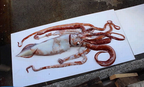 �ձ������ڶ����岶��һ����ġ��������㡱