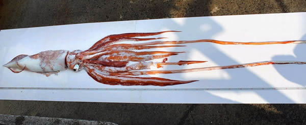 �ձ������ڶ����岶��һ����ġ��������㡱