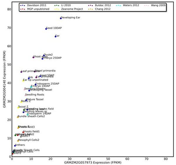 科学家破解植物多倍化进化之谜