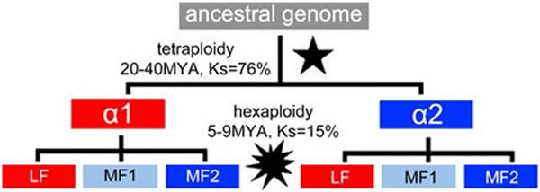 科学家破解植物多倍化进化之谜