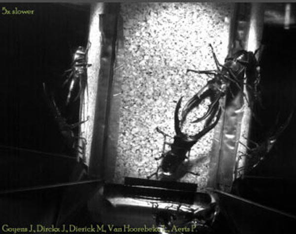 “摔跤手”甲壳虫