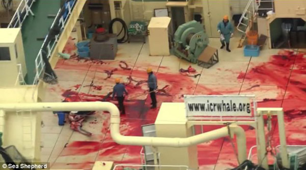 国际“海洋守护者”组织航拍日本捕鲸船屠宰鲸鱼照片