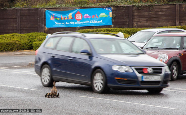 ӢŵһֻĸѼСѼӹ·