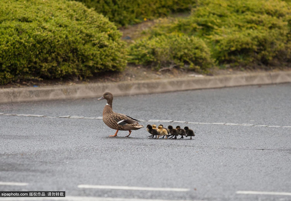 ӢŵһֻĸѼСѼӹ·