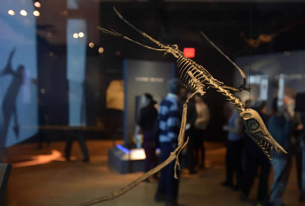 观众在纽约美国自然历史博物馆中参观一件翼龙化石模型