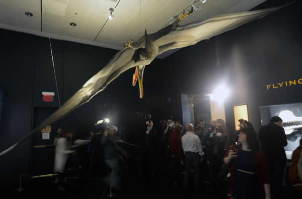 观众在纽约美国自然历史博物馆中参观一件翼龙模型