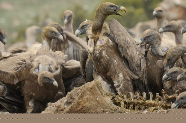 兽用药物“双氯芬酸”对欧洲野生秃鹰的生存构成严重威胁