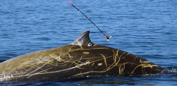 一项新研究发现柯氏喙鲸打破潜水记录