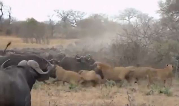 南非水牛鏖战狮群欲营救幼崽未果