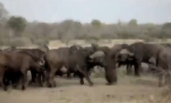 南非水牛鏖战狮群欲营救幼崽未果