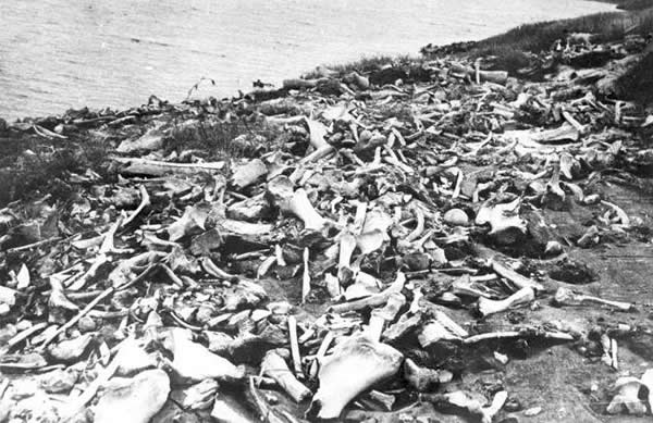 猛犸象是被狗逼死的?