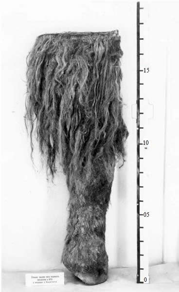 猛犸象是被狗逼死的?