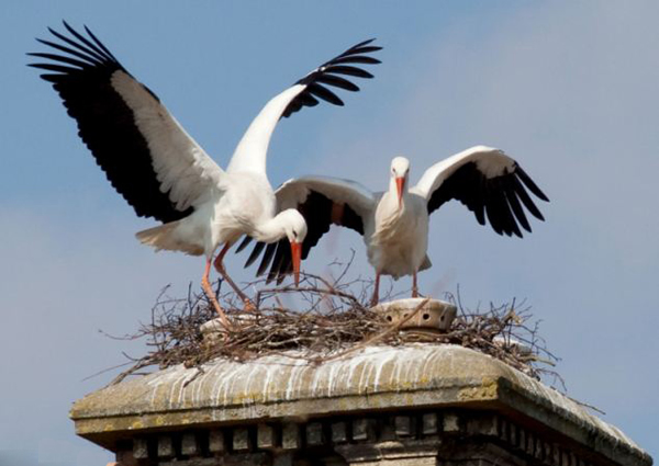 600年一遇奇景:英国古老烟囱惊现一对鹳鸟交配