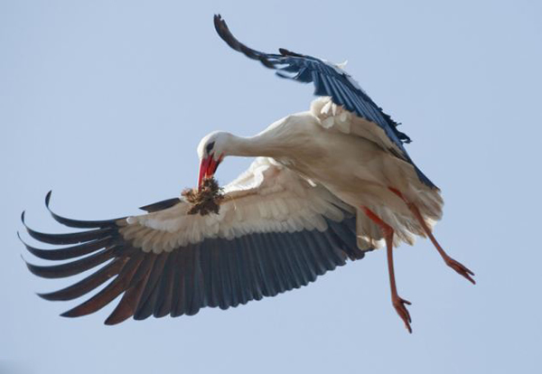 600年一遇奇景:英国古老烟囱惊现一对鹳鸟交配