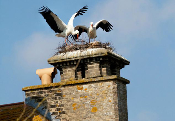 600年一遇奇景:英国古老烟囱惊现一对鹳鸟交配