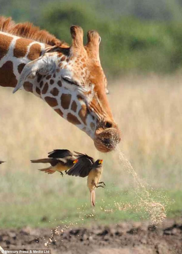 啄木鸟险些被长颈鹿的喷嚏给吸入口中