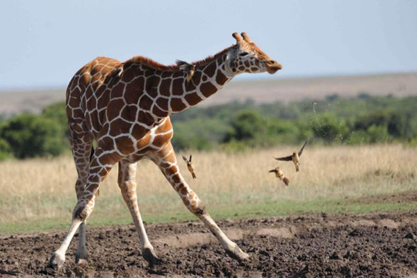 啄木鸟险些被长颈鹿的喷嚏给吸入口中
