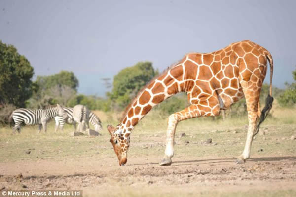 啄木鸟险些被长颈鹿的喷嚏给吸入口中