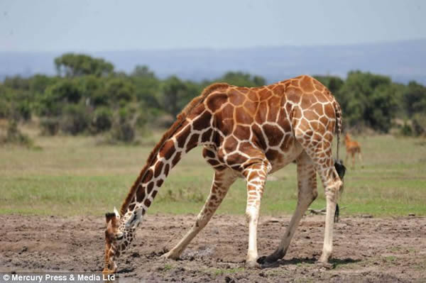 啄木鸟险些被长颈鹿的喷嚏给吸入口中