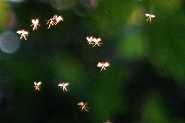 Ӣ����ѧ��ʦ����ɽ�����ĵ�������