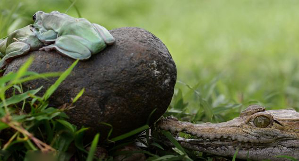 热恋中的印度尼西亚树蛙未察觉身后一只张开大嘴的鳄鱼