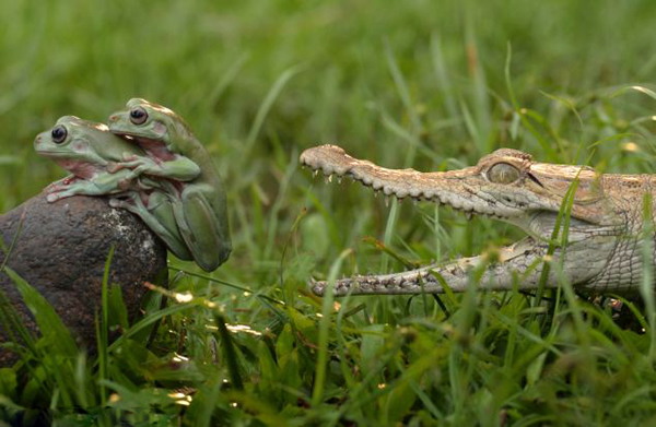 热恋中的印度尼西亚树蛙未察觉身后一只张开大嘴的鳄鱼