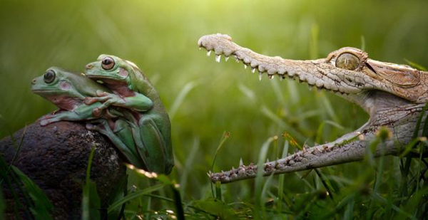 热恋中的印度尼西亚树蛙未察觉身后一只张开大嘴的鳄鱼