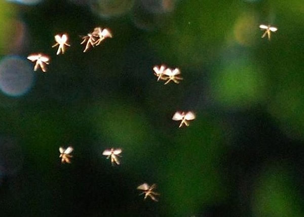 Ӣ�������Ŀ�����ɭ����ɽ���ĵ�����ͯ�������еġ������ӡ�