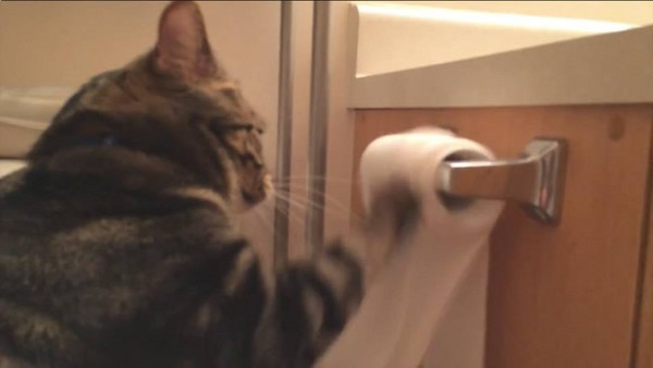 美国一只家猫抢救自己破坏的卷筒卫生纸