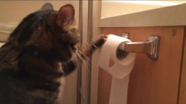 美国一只家猫抢救自己破坏的卷筒卫生纸
