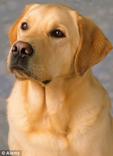 法国一个法庭传唤一只拉布拉多猎犬作为“证狗”