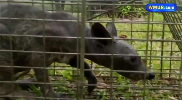 �����¿���˹�ݲ�׽���Ļ׿�ؿ�������������һֻ��ë���