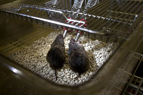 研究发现饮用酒精能抑制雄性大草原野鼠的对偶结合形成