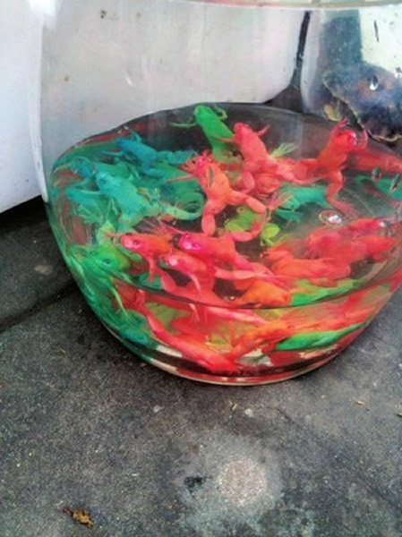 成都市场现彩色青蛙专家称人工注射染料所致