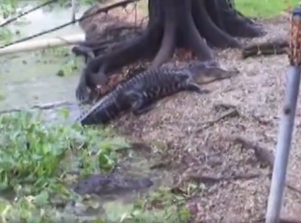 黑猫挥掌吓退鳄鱼