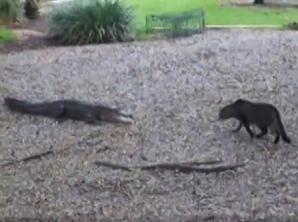 黑猫挥掌吓退鳄鱼